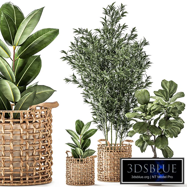 A collection of plants with a wicker rattan basket with bamboo bush, pot, flowerpot, Ficus Lirata, elastic. 1112.