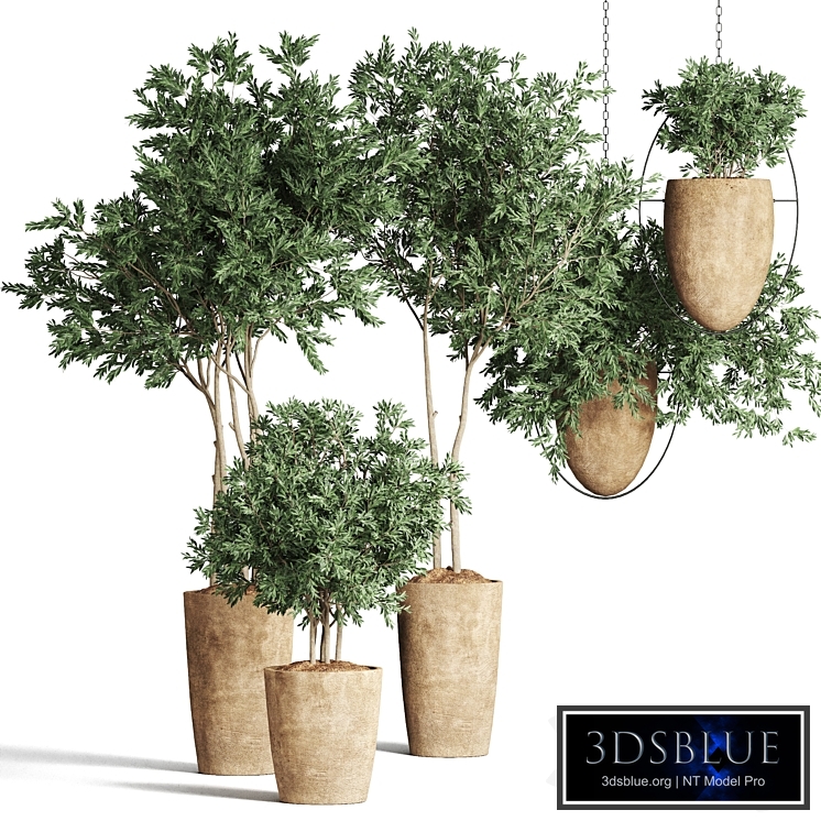 Collection Plants Indoor 55