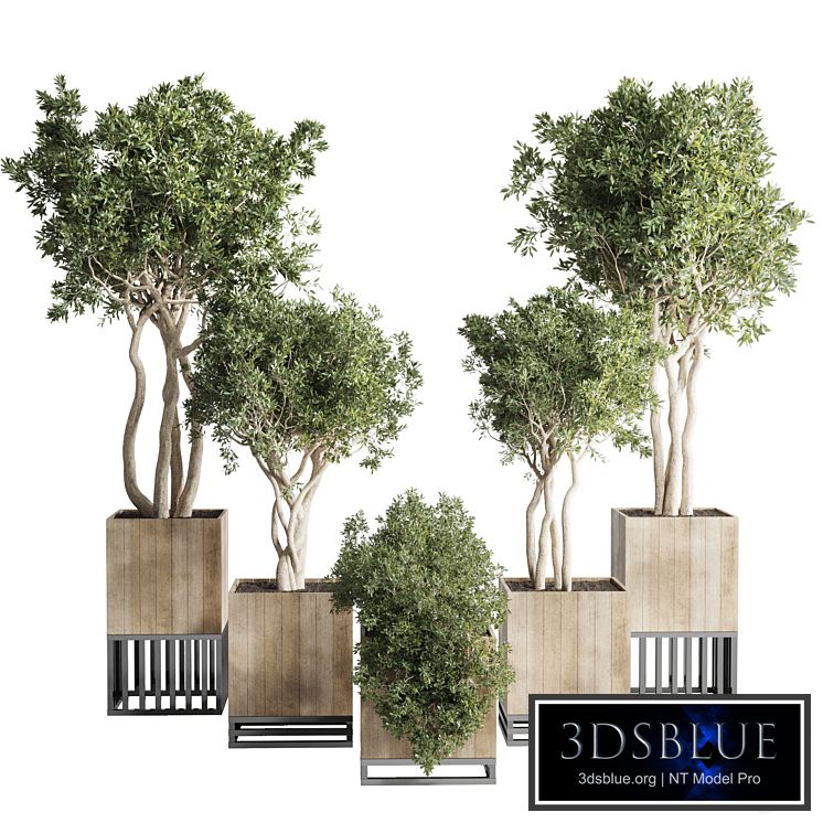 wooden Box Plants on Stand - collection of houseplants indoor 193