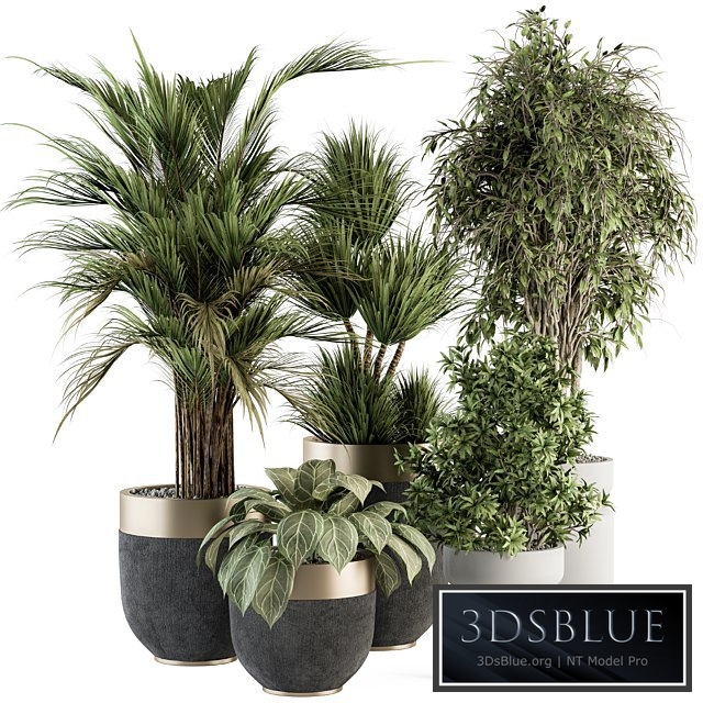 indoor Plant Set 362- Tree and Plant Set in Black and Gray pot