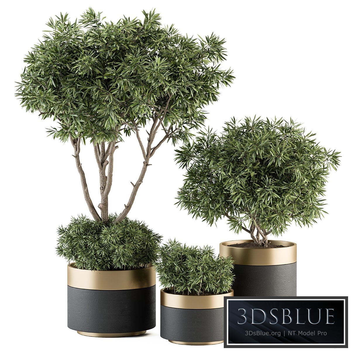 indoor Plant Set 361- Tree and Plant Set in pot