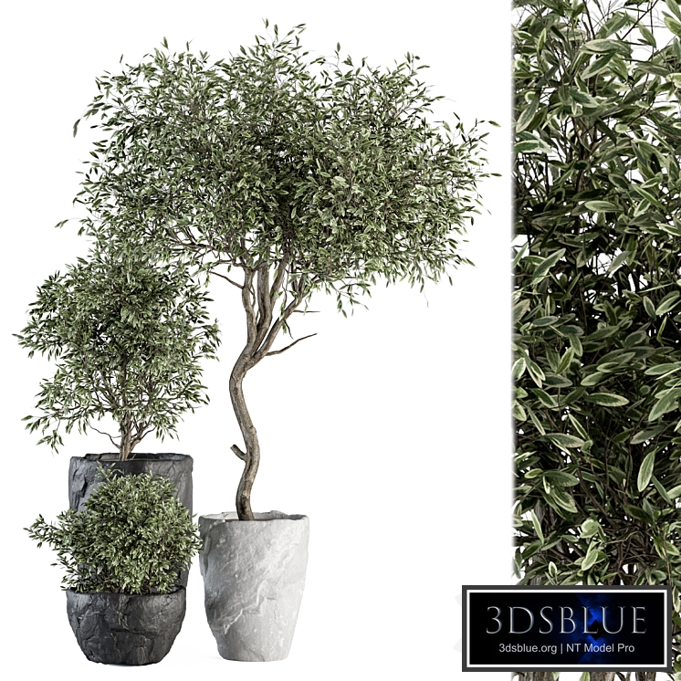 Outdoor Plant Set 363 - Plant Set in Stone Pot