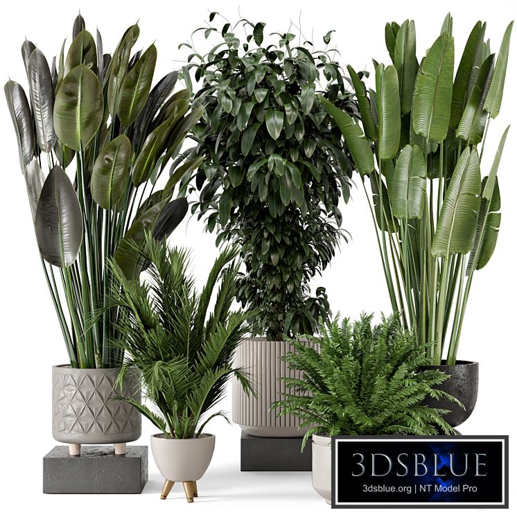 Indoor Plants in rusty Concrete Pot - Set 542