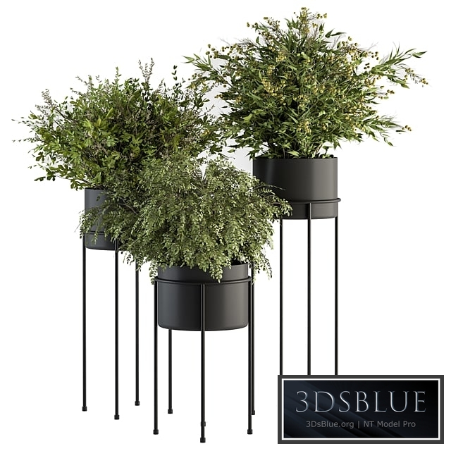 indoor Plant Set 371- Bush and Plant Set in Black stand