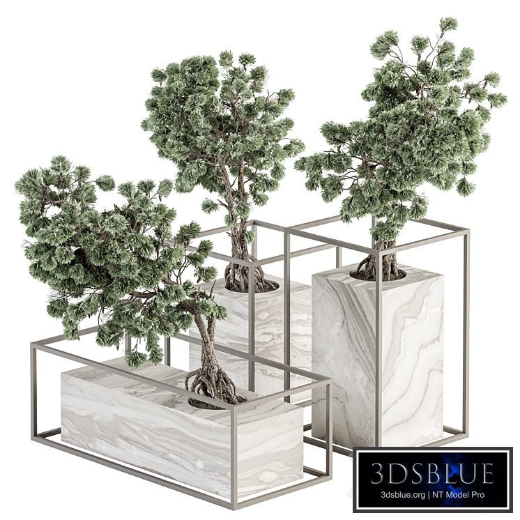 indoor Plant Set 358 - Bonsai Set Plant in pot