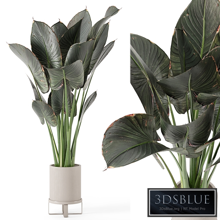 Indoor Plants in Ferm Living Bau Pot Large - Set 555