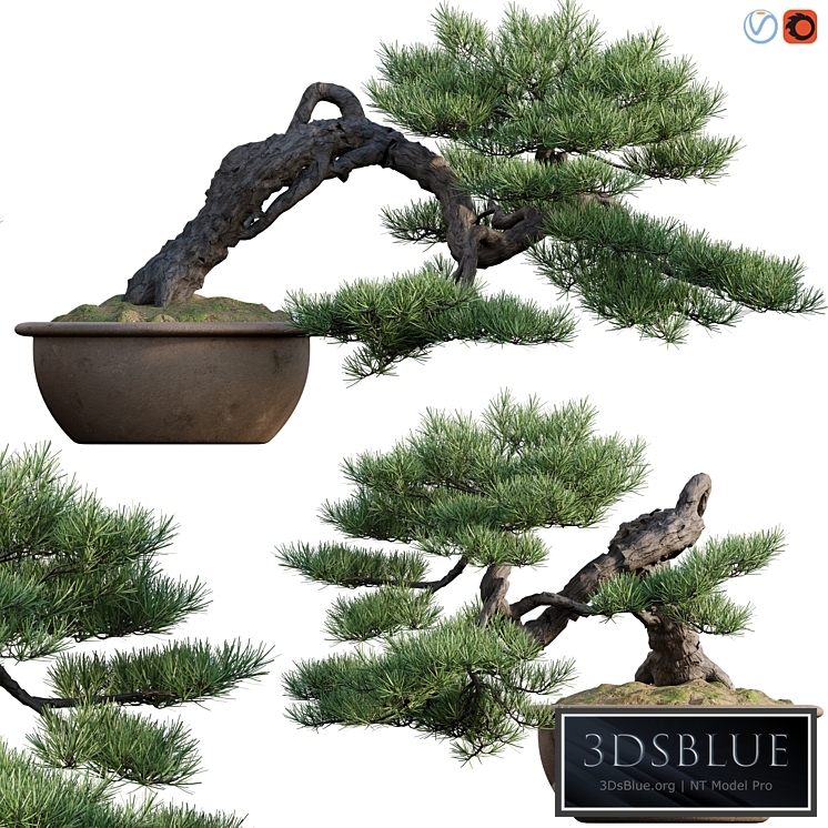Pine bonsai 03
