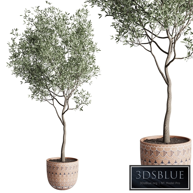 Olive tree in a patterned clay vase 199