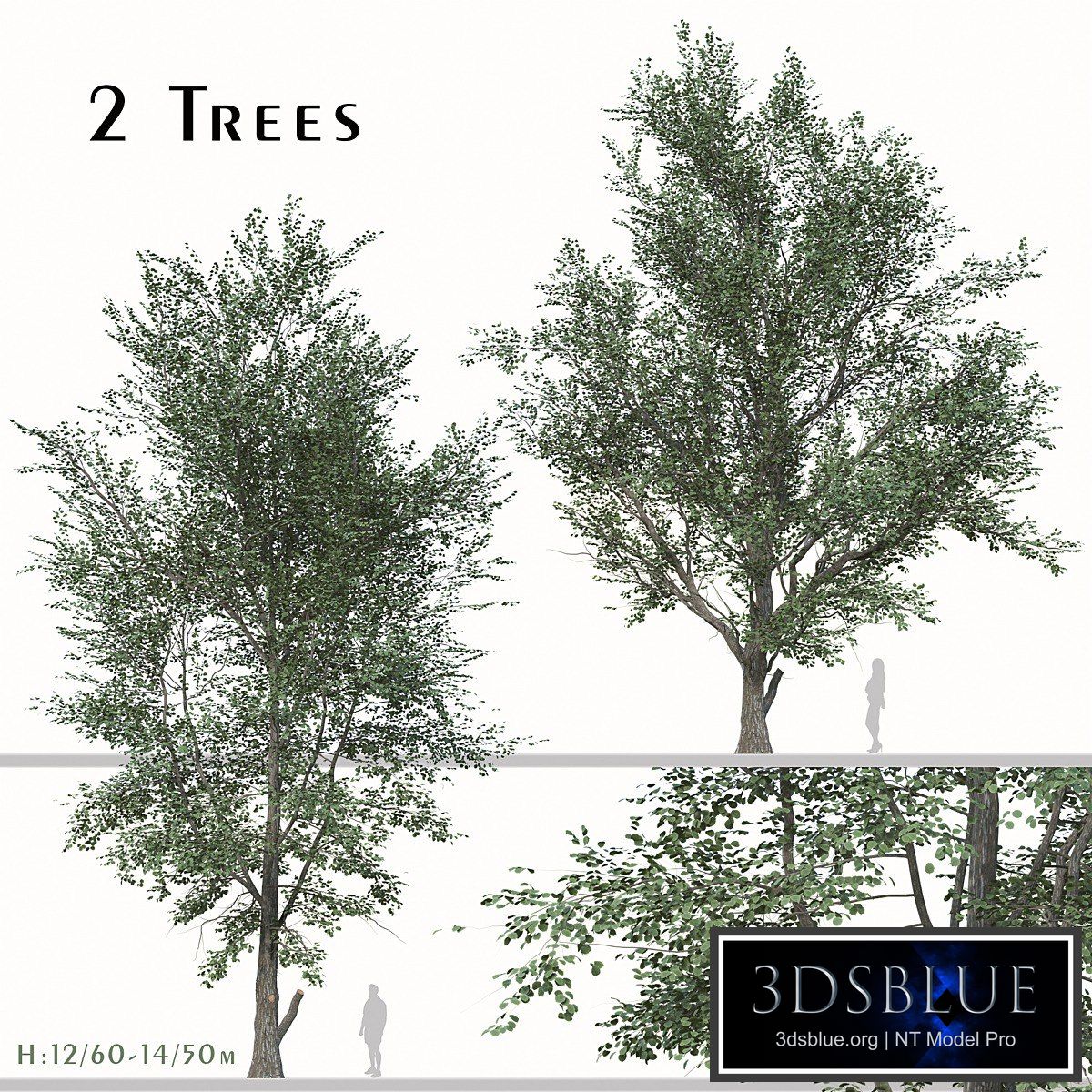 Set of Celtis Koraiensis Tree (Korean hackberry) (2 Trees)