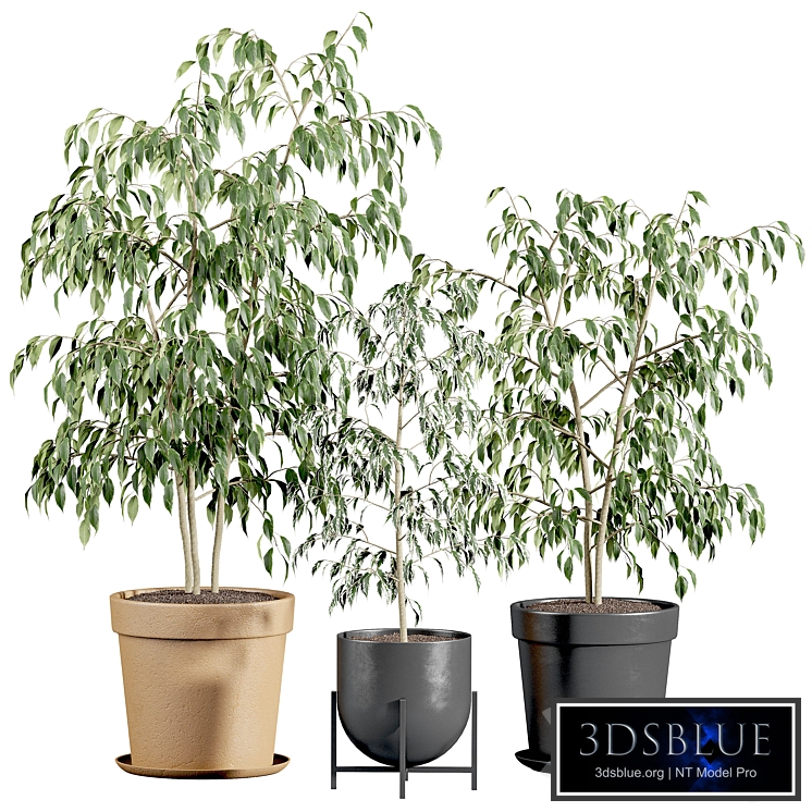 Ficus benjamin set
