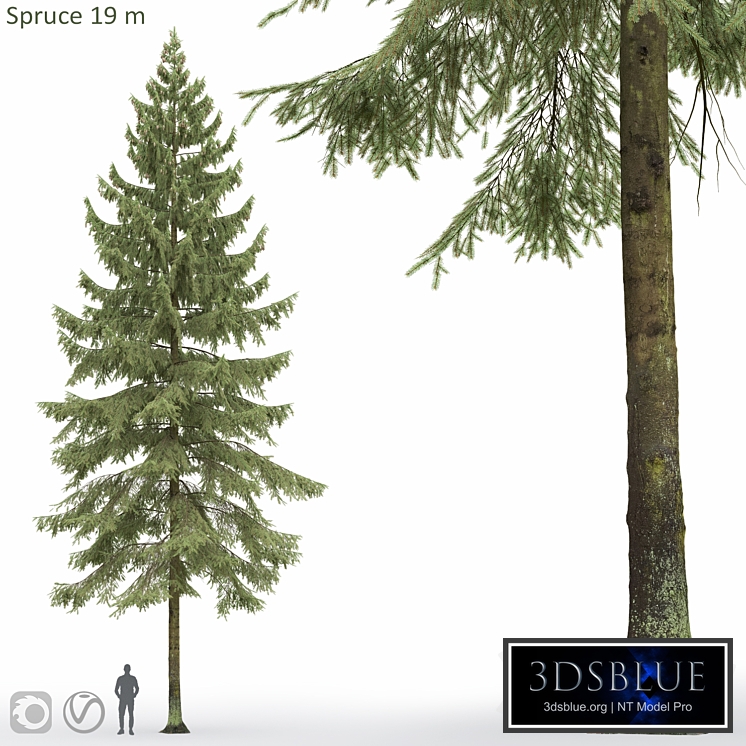 Spruce