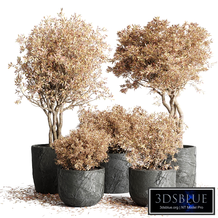 collection Outdoor Indoor plant 64 dirty stone pots dry tree plants vray
