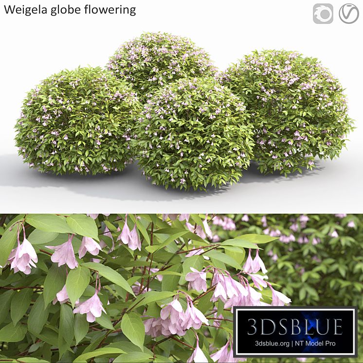 Weigela globe