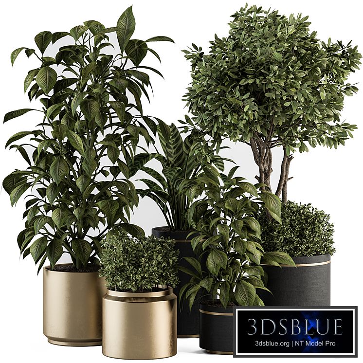 indoor Plant Set 378- Tree and Plant Set in pot
