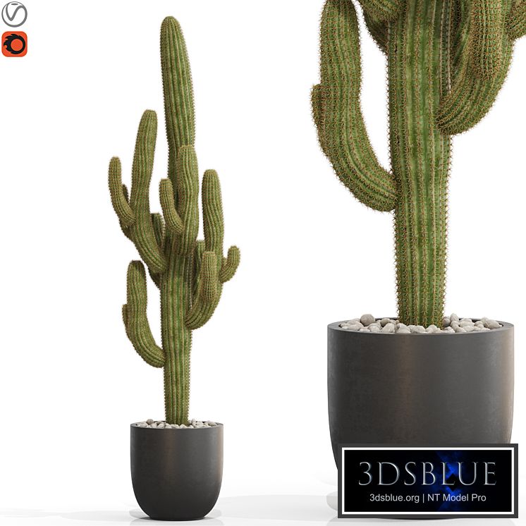 Plants collection 690