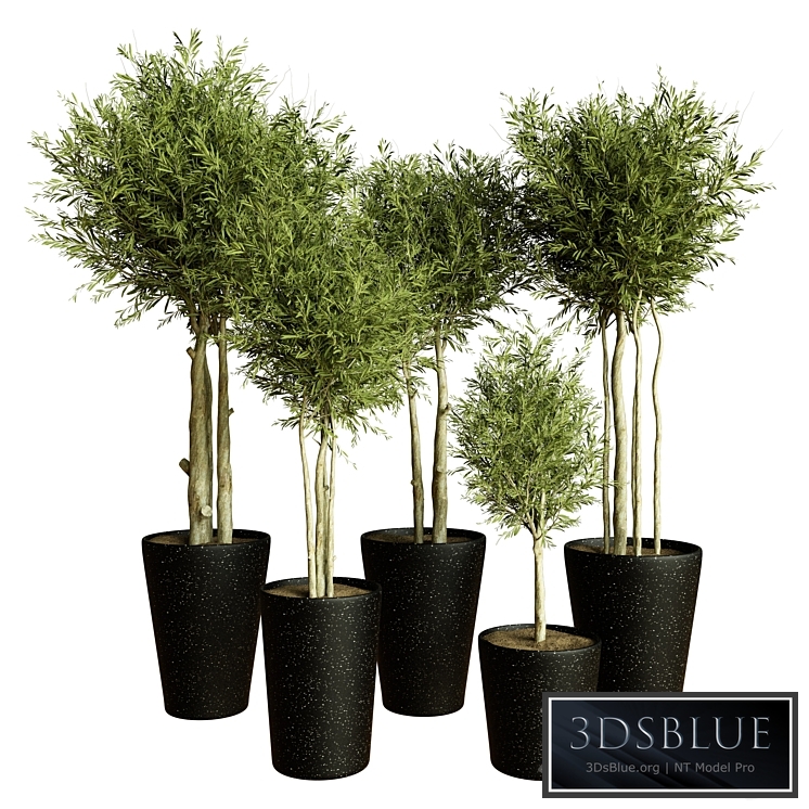 Collection indoor plant 55