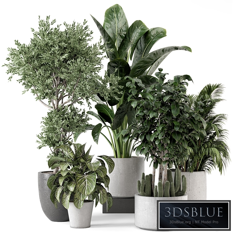 Indoor Plants in rusty Concrete Pot - Set 584