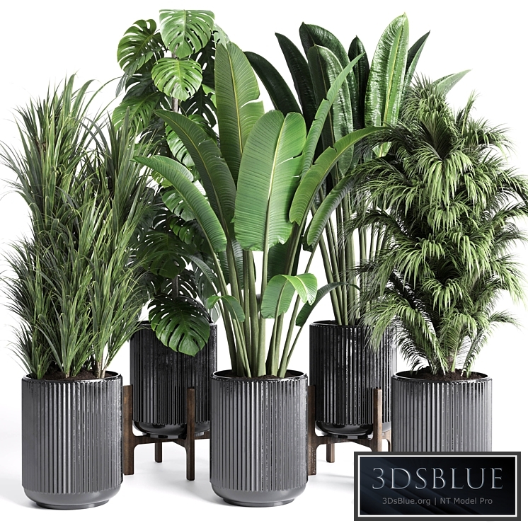 Collection indoor plant 201 plant