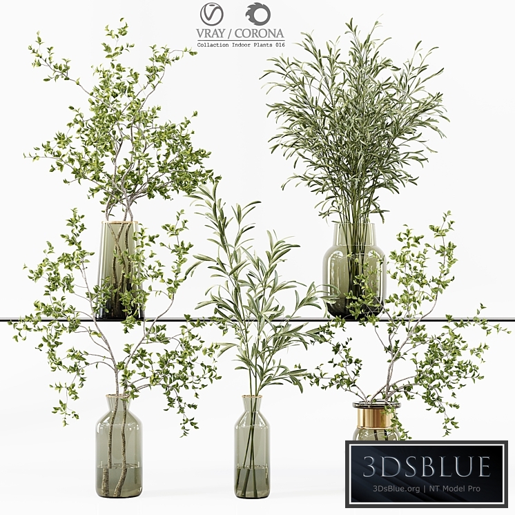 Collection Indoor Plants 016