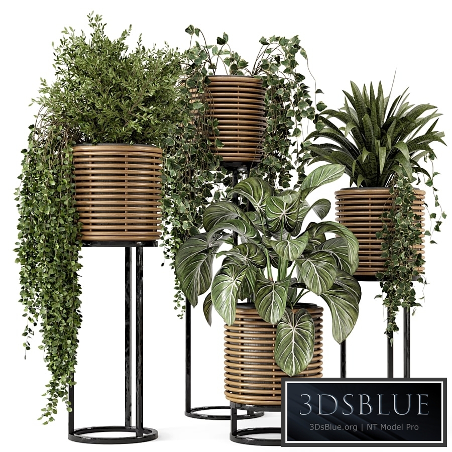 Indoor Plants in natural rattan Pot on Metal Base - Set 592