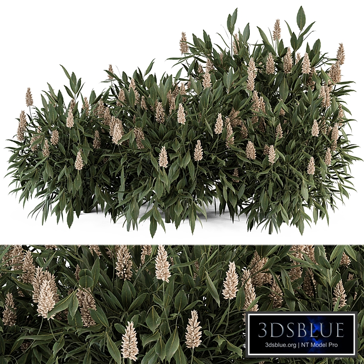 Bush prunus laurocerasus - Bush Set 77