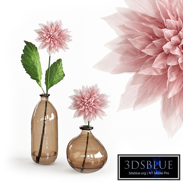 Dahlia in a glass vase