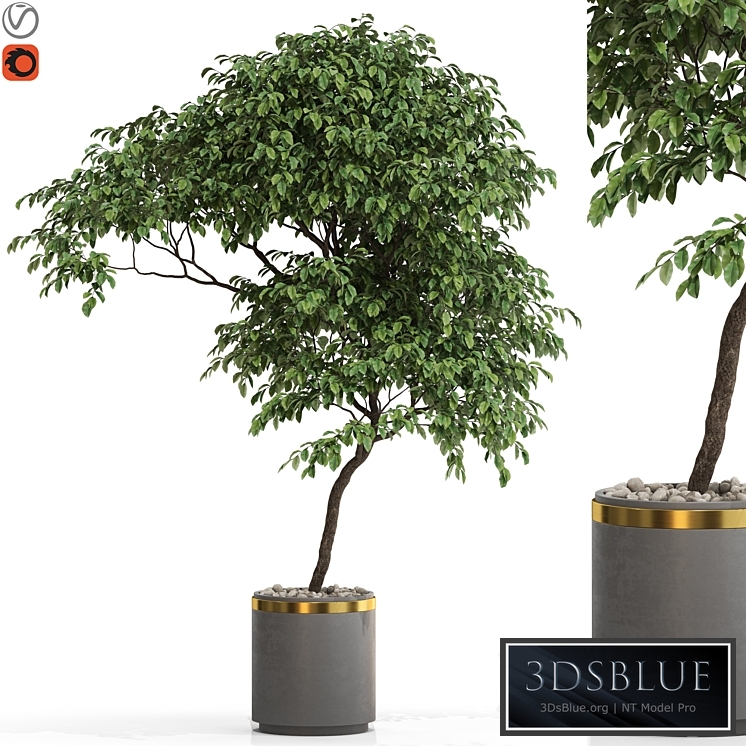 Plants collection 700