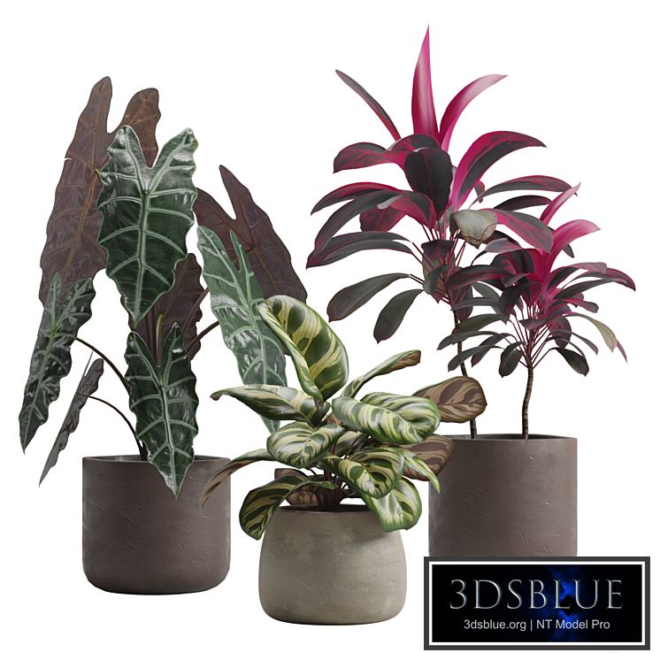 Indoor Plants Pack 14