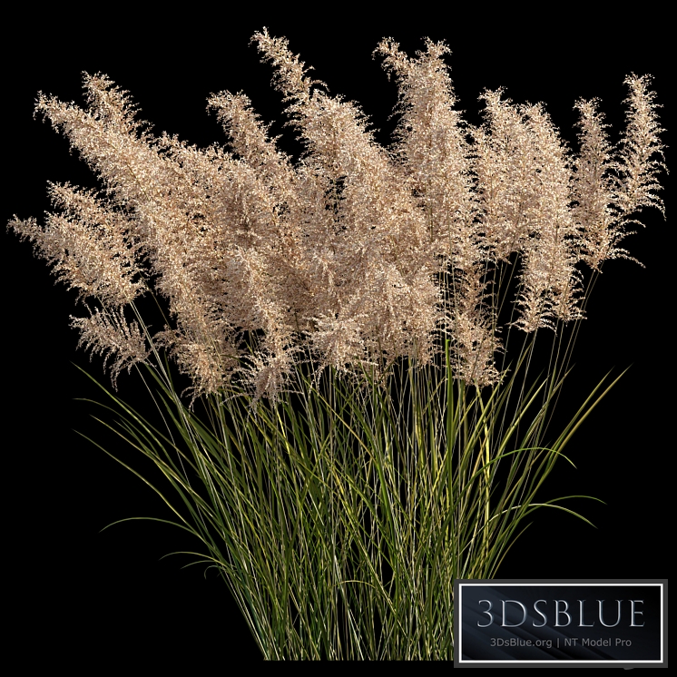 Pampas grass