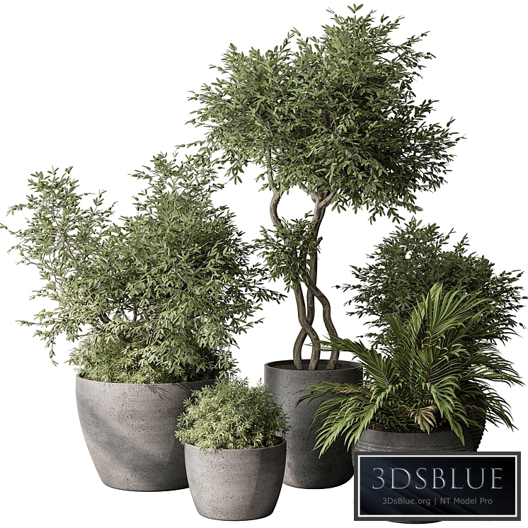 Outdoor Plant Set 393 - Plant Set in Concrete Pot