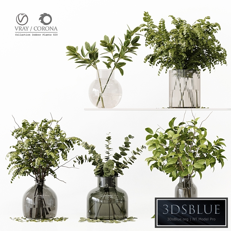 Collection Indoor Plants 020