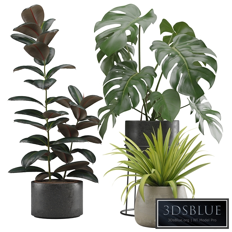 Indoor Plants Pack 15