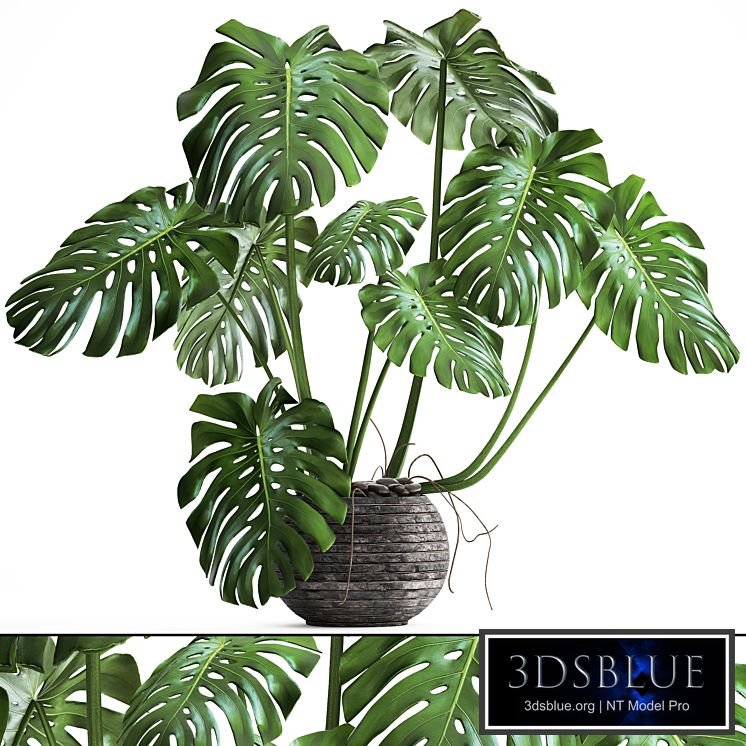 Monstera. monstera, flower stand, bush, thickets, interior, decorative, office plants, pot