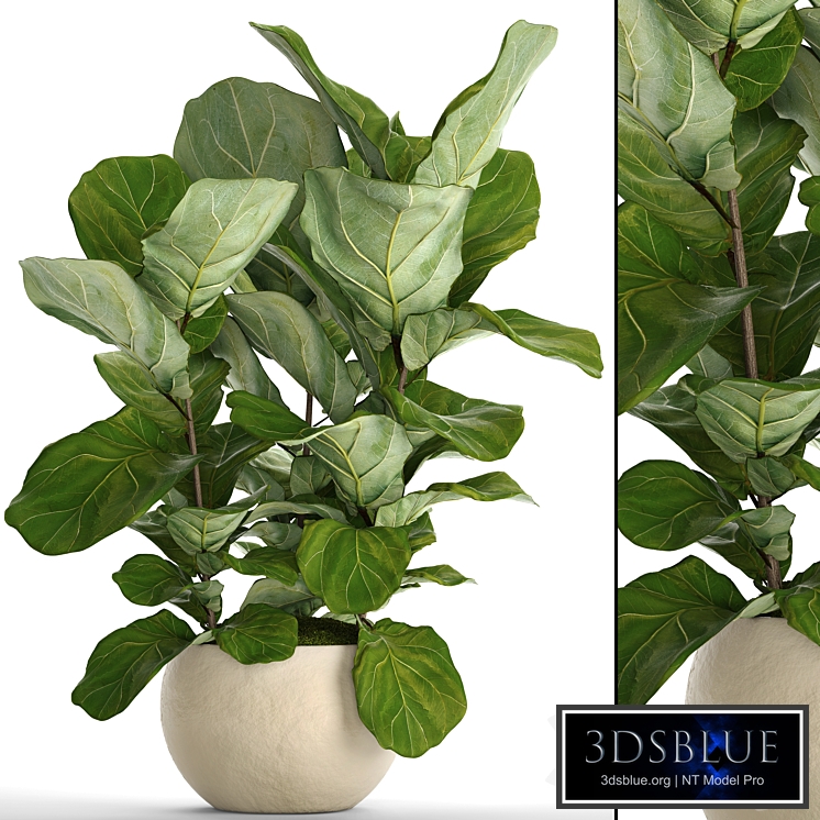 The ficus is lyrate. 14. ficus lyrata, flower, bush, pot, flowerpot, indoor, decorative, interior