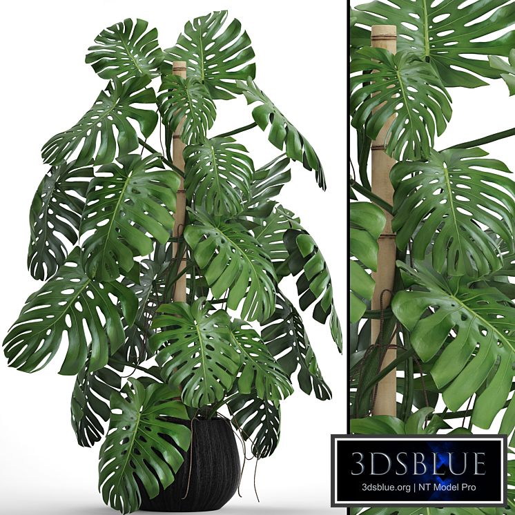 Monstera 4. monstera, flower, bush, pot, vase, interior, decorative