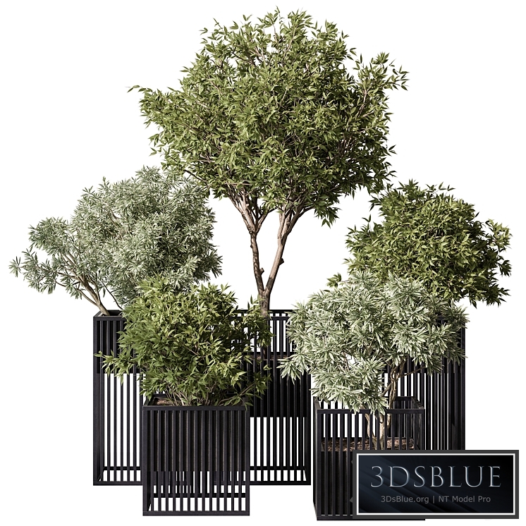 indoor Plant Set 380- Tree and Plant Set in pot