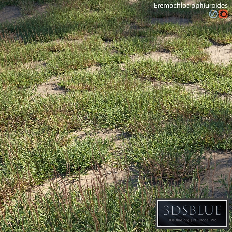 Eremochloa ophiuroides - wild