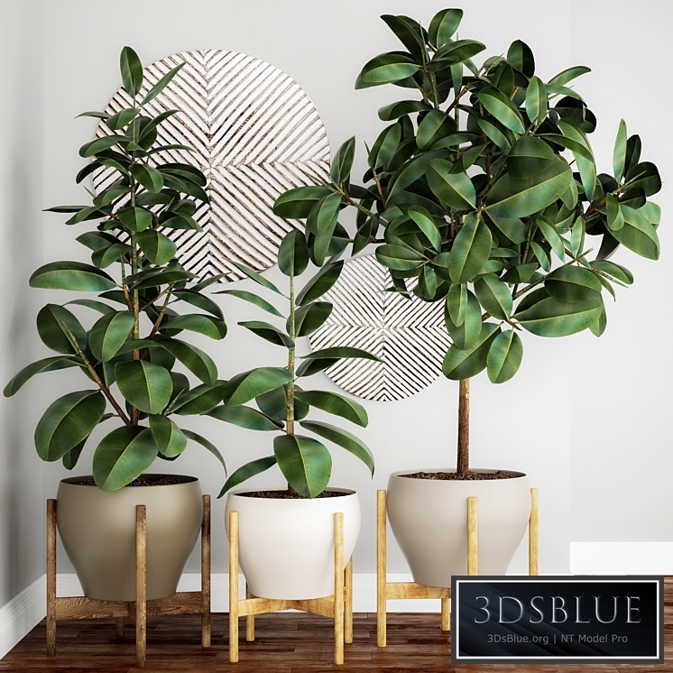 The collection of plants in pots 22. Ficus, pot, flowerpot, interior tree, decor, panel, Scandinavian, African, ficus abidjan