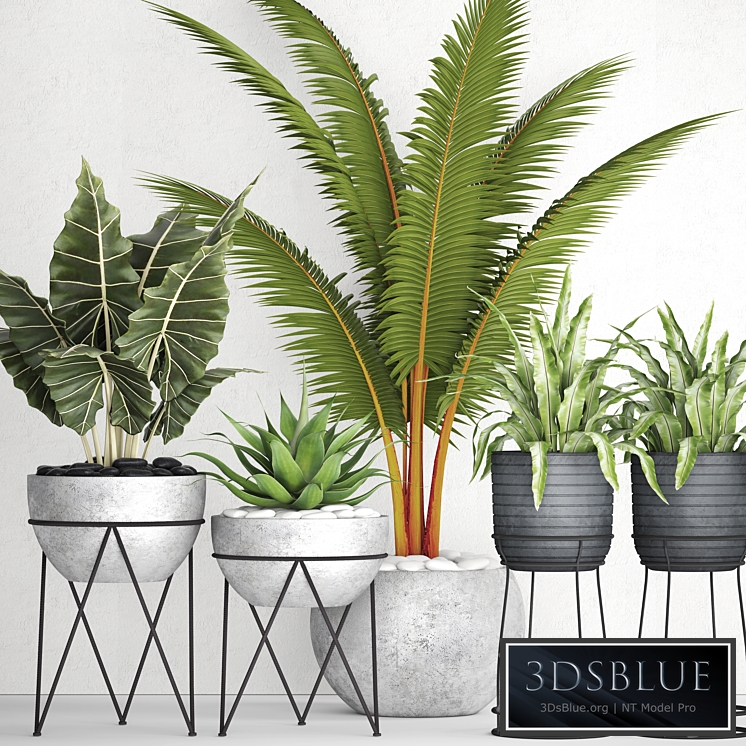 The collection of plants in pots 17. coconut palm, alocasia, concrete pot, stand, flower, asplenium, agave