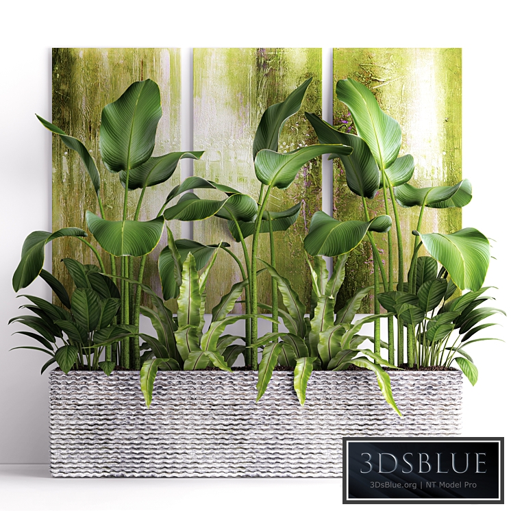 The collection of plants in pots 16. green painting, calathea lutea, asplenium, bushes, pot, flowerpot, concrete