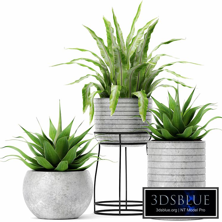 Asplenium and Agave, Kostenets, asplenium, agave, flower, pot, bush, flowerpot, concrete