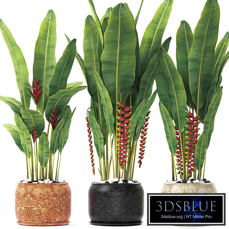 Heliconia, Street, bushes, flower, pot, street flowerpot, plants, Strelitzia