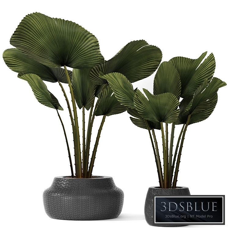 A collection of palms in pots 3. likuala, palm tree, flower, pot, bush