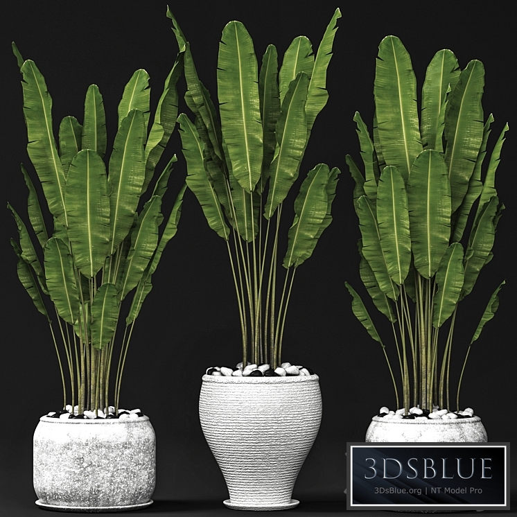 Set of banana trees, Strelitzia, pot, bush, flowerpot, decorative