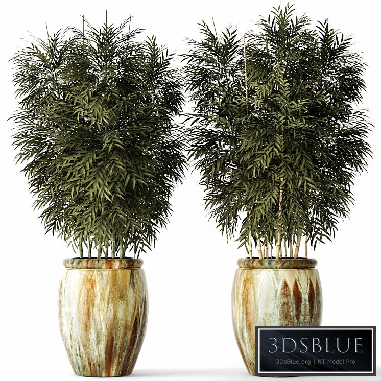 Bamboo set, flower, pot, bamboo bush, thickets, bamboo, pot, flowerpot, outdoor