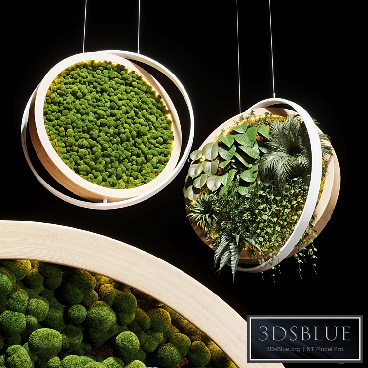 hanging garden and hanging moss in wooden frame 218