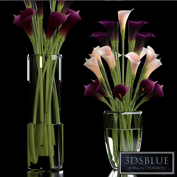 CALLA LILLY PURPLE