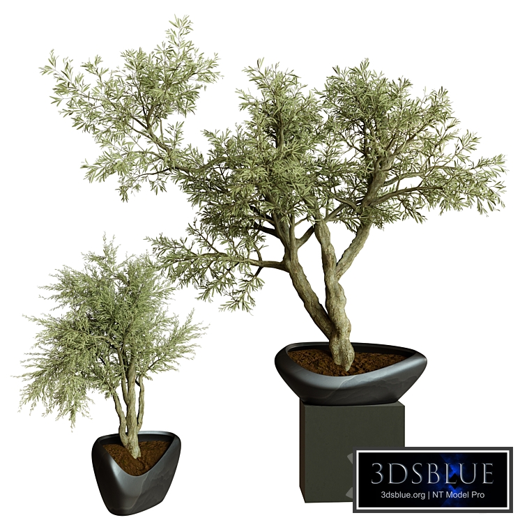 Collection Indoor Plant 72