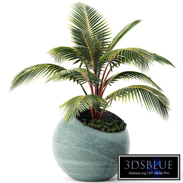 Palm tree, small coconut tree, round pot, flowerpot, outdoor