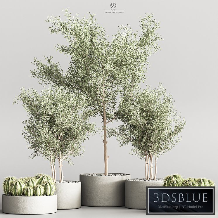 Cactus & Plant indoor vray